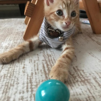 Sarman, Kedi  OSCAR fotoğrafı