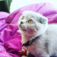 Scottish Fold, Kedi  Mia fotoğrafı