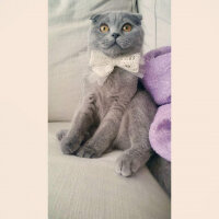 Scottish Fold, Kedi  Mia fotoğrafı