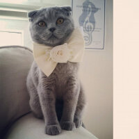 Scottish Fold, Kedi  Mia fotoğrafı