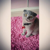 Scottish Fold, Kedi  Mia fotoğrafı