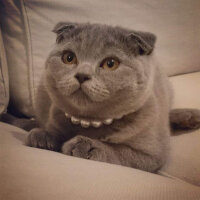 Scottish Fold, Kedi  Mia fotoğrafı