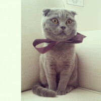 Scottish Fold, Kedi  Mia fotoğrafı