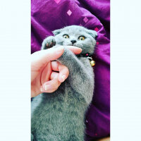 Scottish Fold, Kedi  Mia fotoğrafı