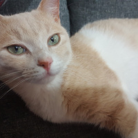 Tekir Kedi, Kedi  Olric fotoğrafı