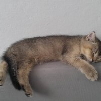 British Shorthair, Kedi  HAŞMET fotoğrafı