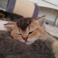 British Shorthair, Kedi  HAŞMET fotoğrafı