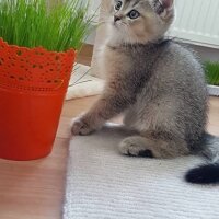 British Shorthair, Kedi  HAŞMET fotoğrafı