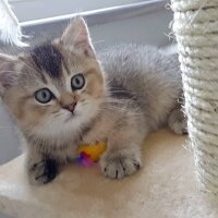 British Shorthair, Kedi  HAŞMET fotoğrafı