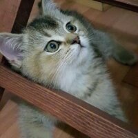 British Shorthair, Kedi  HAŞMET fotoğrafı