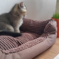 British Shorthair, Kedi  HAŞMET fotoğrafı