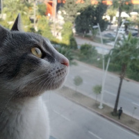 Tekir Kedi, Kedi  Osman fotoğrafı