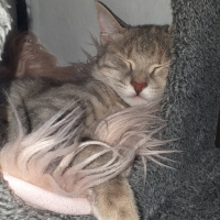 Tekir Kedi, Kedi  Happy fotoğrafı