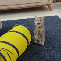 Tekir Kedi, Kedi  Happy fotoğrafı