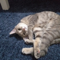 Tekir Kedi, Kedi  Happy fotoğrafı