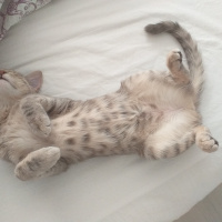 Tekir Kedi, Kedi  Happy fotoğrafı