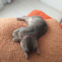 Tekir Kedi, Kedi  Happy fotoğrafı