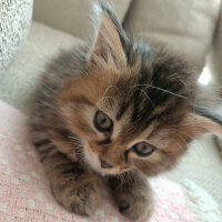 Norwegian Forest, Kedi  Cookie fotoğrafı