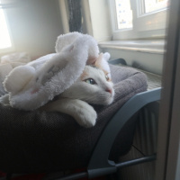 Tekir Kedi, Kedi  Güneş fotoğrafı