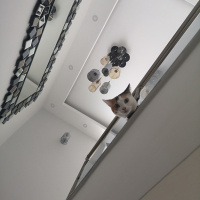 Tekir Kedi, Kedi  Güneş fotoğrafı
