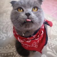 Scottish Fold, Kedi  Gogo fotoğrafı