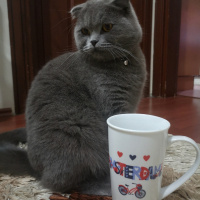 Scottish Fold, Kedi  Gogo fotoğrafı