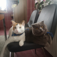 Scottish Fold, Kedi  Gogo fotoğrafı