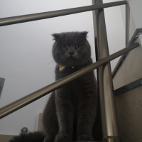 Scottish Fold, Kedi  Gogo fotoğrafı
