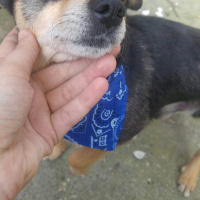 Minyatür Pinscher, Köpek  Raki fotoğrafı