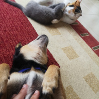 Minyatür Pinscher, Köpek  Raki fotoğrafı