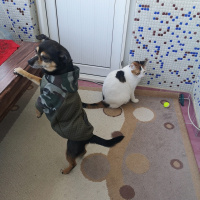 Minyatür Pinscher, Köpek  Raki fotoğrafı