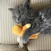 British Shorthair, Kedi  Peture fotoğrafı