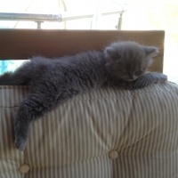 British Shorthair, Kedi  Peture fotoğrafı