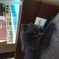 British Shorthair, Kedi  Peture fotoğrafı