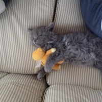 British Shorthair, Kedi  Peture fotoğrafı