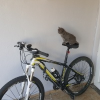 British Shorthair, Kedi  Peture fotoğrafı