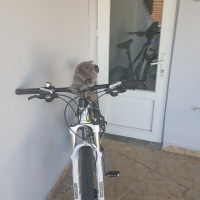 British Shorthair, Kedi  Peture fotoğrafı
