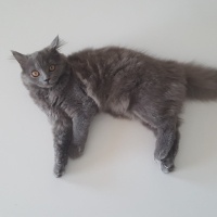 British Shorthair, Kedi  Peture fotoğrafı