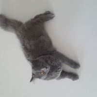 British Shorthair, Kedi  Peture fotoğrafı