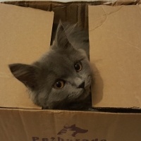 British Shorthair, Kedi  Peture fotoğrafı