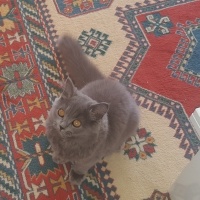 British Shorthair, Kedi  Peture fotoğrafı