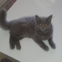 British Shorthair, Kedi  Peture fotoğrafı