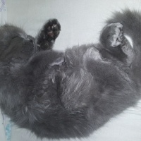 British Shorthair, Kedi  Peture fotoğrafı