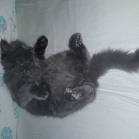 British Shorthair, Kedi  Peture fotoğrafı