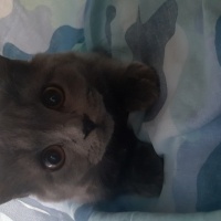 British Shorthair, Kedi  Peture fotoğrafı