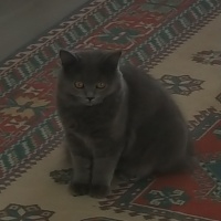 British Shorthair, Kedi  Peture fotoğrafı