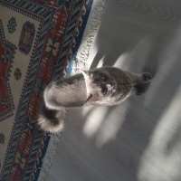 British Shorthair, Kedi  Peture fotoğrafı