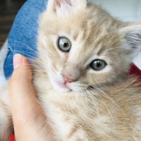 Sarman, Kedi  simba fotoğrafı