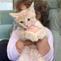Sarman, Kedi  simba fotoğrafı
