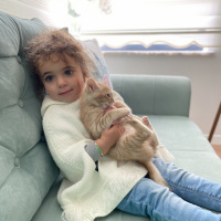 Sarman, Kedi  simba fotoğrafı